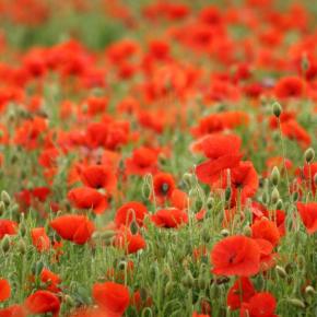 The Nordics and the First World&nbsp;War