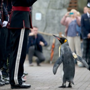 The Knighted Penguin